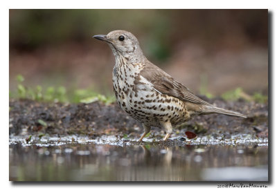 Grote Lijster - Mistle Thrush 20170608