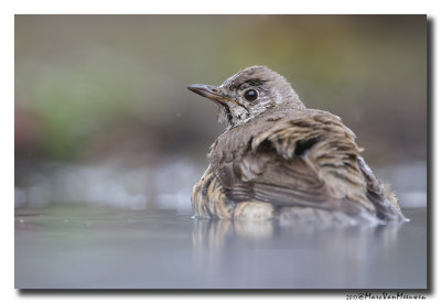Grote Lijster - Mistle Thrush 20170608