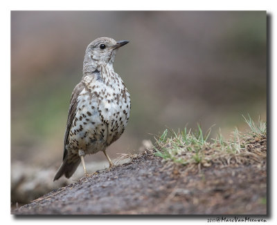 Grote Lijster - Mistle Thrush 20170608