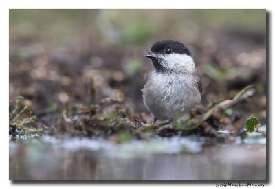 Glanskop - Marsh Tit 20170608