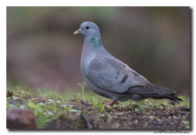 Holenduif - Stock Dove 