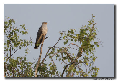 Koekoek - Cuckoo