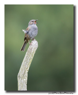 Heggenmus - Dunnock 20170607