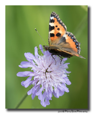 Kleine Vos20170531