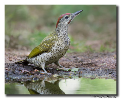 Groene Specht - Green Woodpecker 20170616