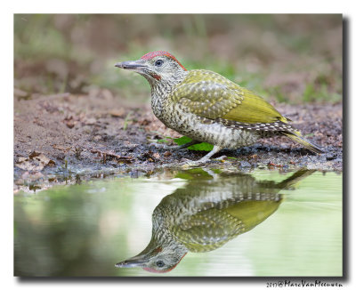 Groene Specht - Green Woodpecker 20170616