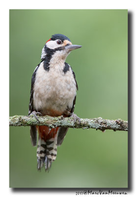 Grote Bonte Specht - Great Spotted Woodpecker 20170616