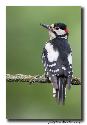 Grote Bonte Specht - Great Spotted Woodpecker 20170616