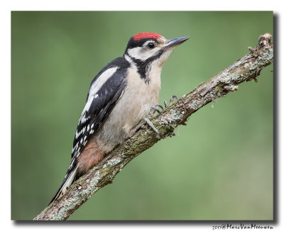 Grote Bonte Specht - Great Spotted Woodpecker 20170616