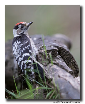 Kleine Bonte Specht - Lesser Spotted Woodpecker 20170616