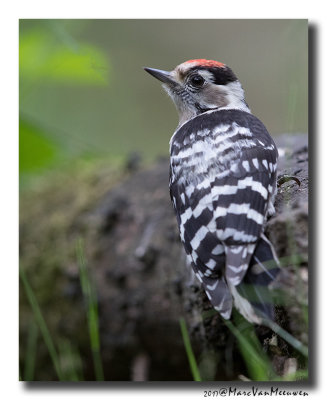 Kleine Bonte Specht - Lesser Spotted Woodpecker 20170616