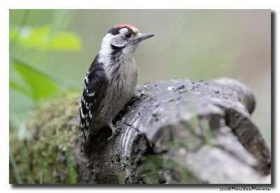 Kleine Bonte Specht - Lesser Spotted Woodpecker 20170616