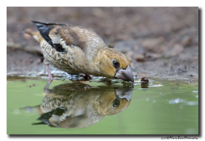 Appelvink - Hawfinch 20170616