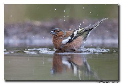 Vink - Chaffinch 20170607