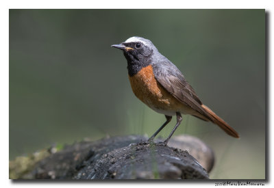 Gekraagde Roodstaart - Common Redstart 20170616