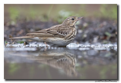 Boompieper - Tree Pipit 20170608