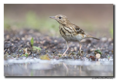 Boompieper - Tree Pipit 20170608