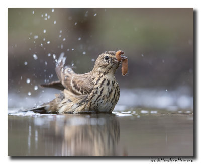 Boompieper - Tree Pipit 20170608