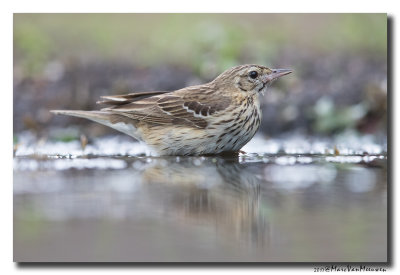 Boompieper - Tree Pipit 20170608