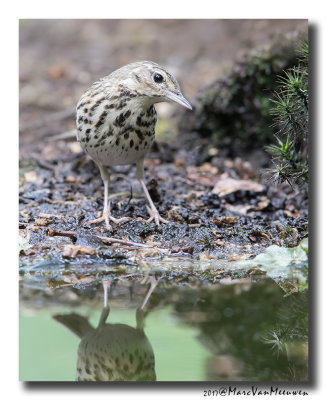 Boompieper - Tree Pipit 20170616