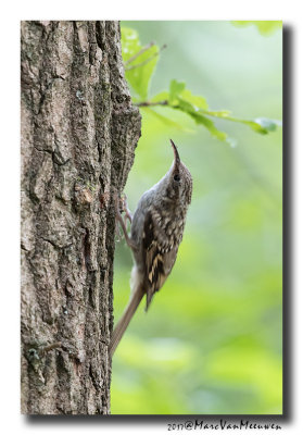 Boomkruiper - Short-toed Treecreeper 20170616