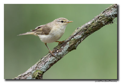 Fitis - Willow Warbler 20170616