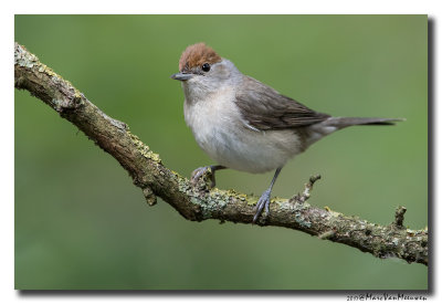 Zwartkop - Blackcap 20170616