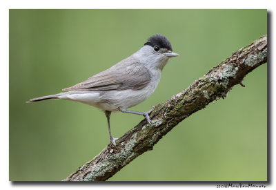 Zwartkop - Blackcap 20170616