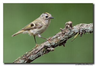 Goudhaan - Goldcrest 20170616
