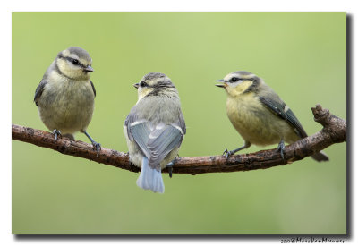 Pimpelmees - Blue Tit 20170616