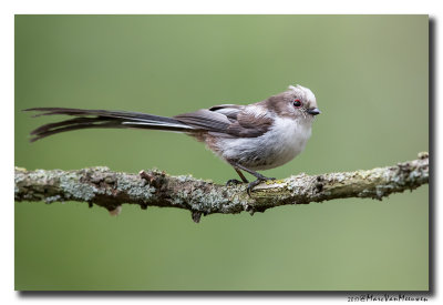 Staartmees - Long-tailed Tit 20170616