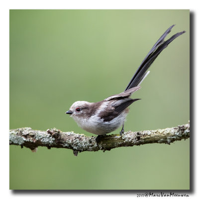 Staartmees - Long-tailed Tit 2019