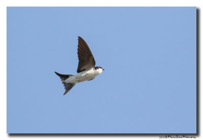 Huiszwaluw - House Martin 20170614