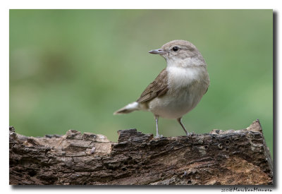 Tuinfluiter - Garden Warbler 20170616