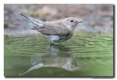 Tuinfluiter - Garden Warbler 20170616