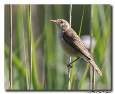 Kleine Karekiet - Reed Warbler 20170615