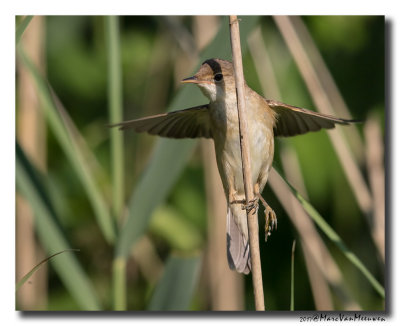 Kleine Karekiet - Reed Warbler 20170620