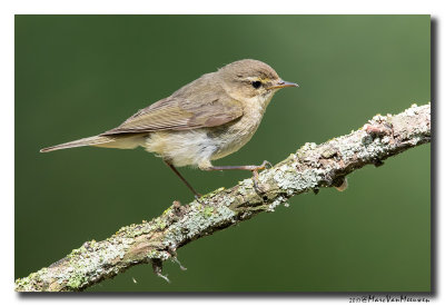 Tjiftjaf - Common Chiffchaff 20170616