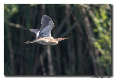Woudaap - Little Bittern 20170620