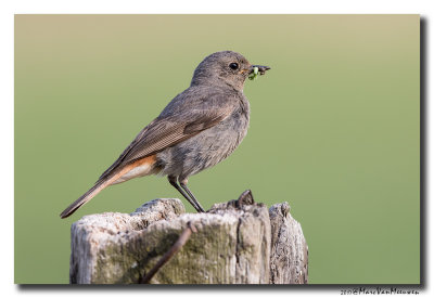 Zwarte Roodstaart - Black Redstart 20170622