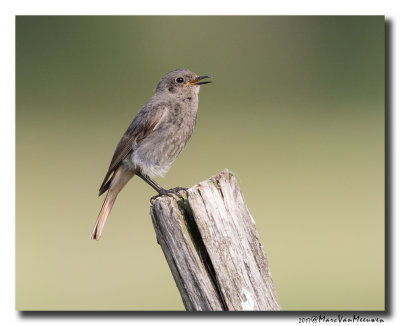 Zwarte Roodstaart - Black Redstart 20170622