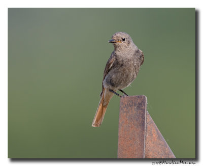 Zwarte Roodstaart - Black Redstart 20170622
