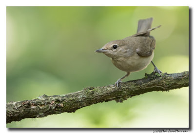 Tuinfluiter - Garden Warbler 20170626