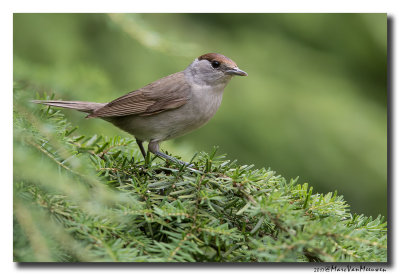 Zwartkop - Blackcap 20170706