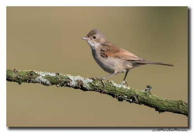 Grasmus - Whitethroat 20170703