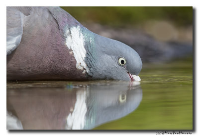 Houtduif - Wood Pigeon 20170706