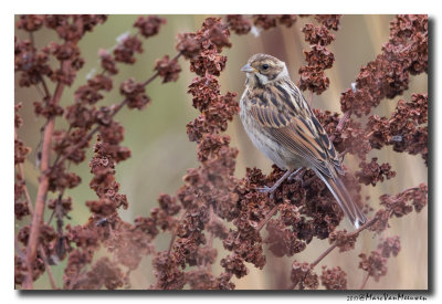 Rietgors - Reed Bunting