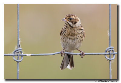 Rietgors - Reed Bunting