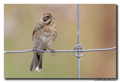Rietgors - Reed Bunting