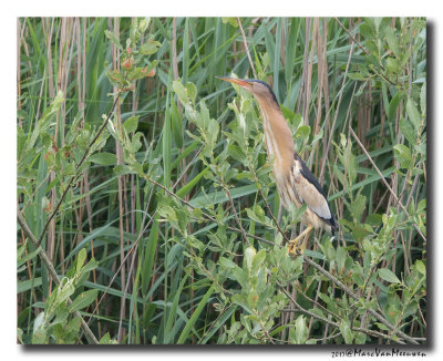 Woudaap - Little Bittern 20170623